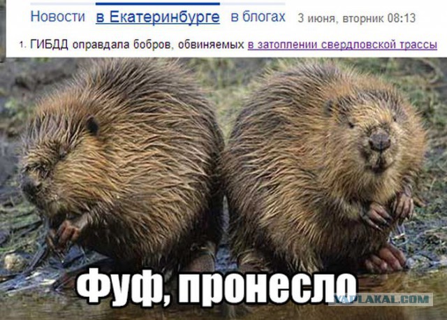 Свежие картинки из сети