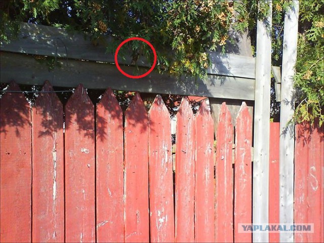 Загадка-разминка для мозга: найди кота