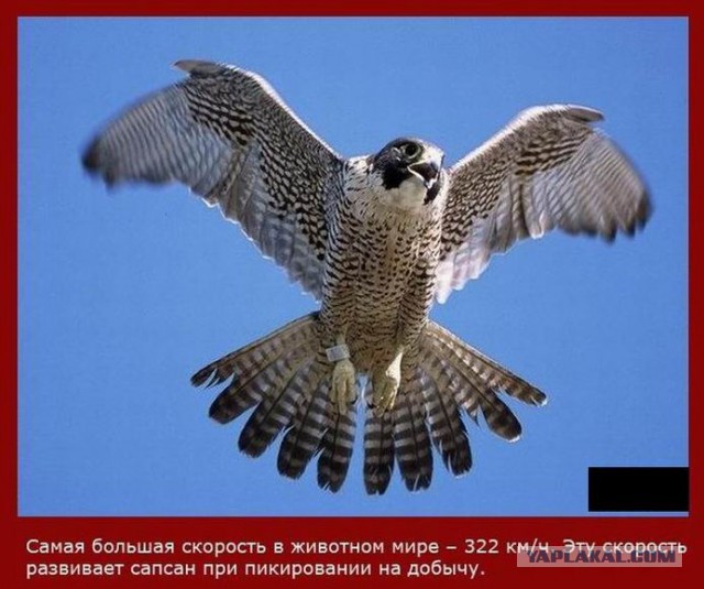 20 фактов обо всем