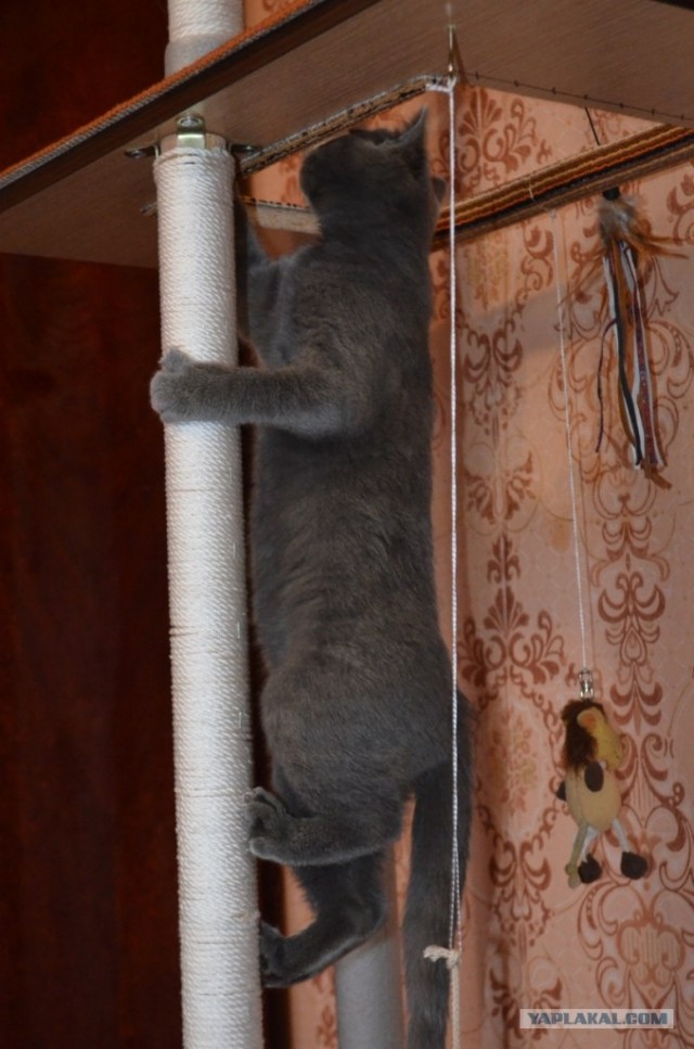 Кошкин дом