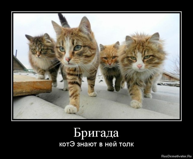 Немного братьев наших меньших! ЧЕТВЕРГ