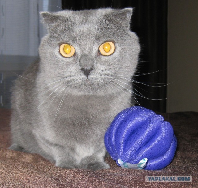 Котовторник 12.03.13