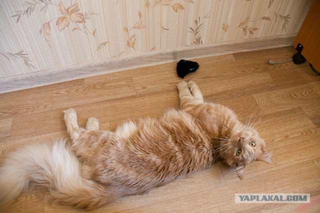 Котовторник 16.06.2015., Котовторник наступил!