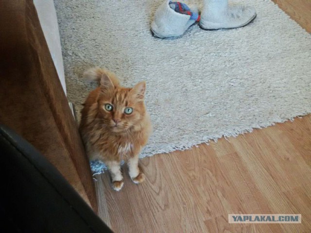 Котовторник 11.08.2015