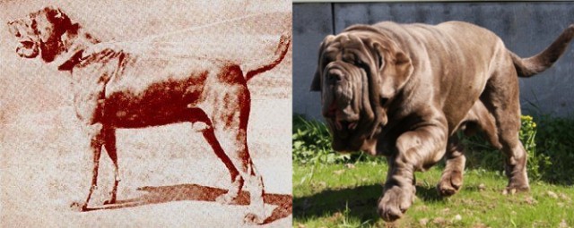 Породы собак 100 лет назад и сегодня.
