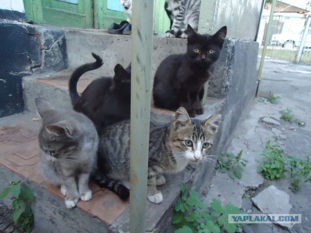 Требуется кровь.