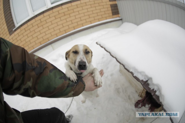 Будка для собаки своими руками.