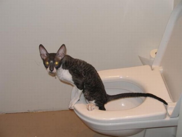 Демы к котовторнику!