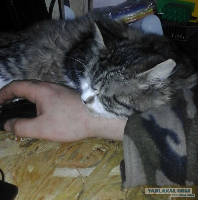 Домашние коты на природе