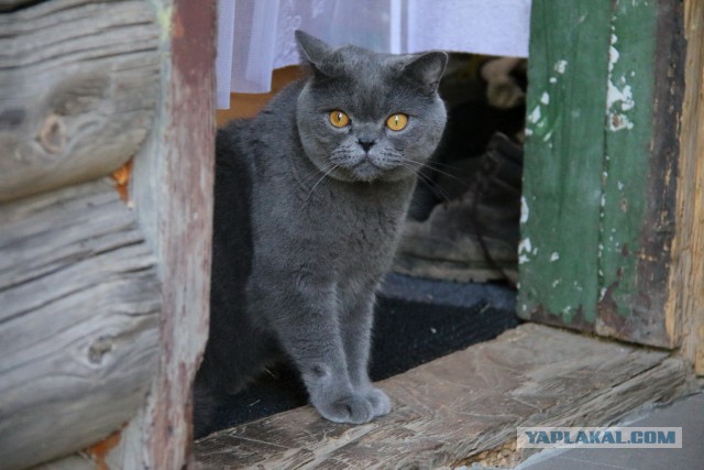Котовторник 28.06.2016