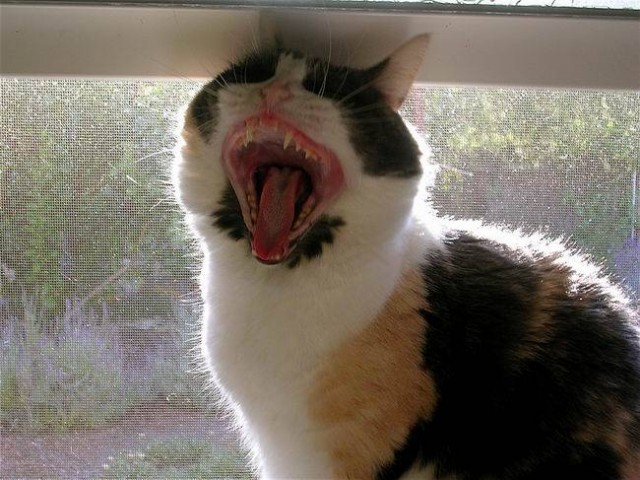 Котовторник на ЯПе (29.01)