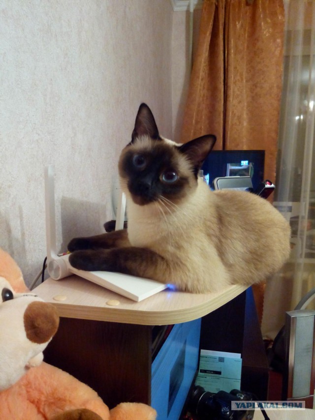 Котовторник 04.10.16