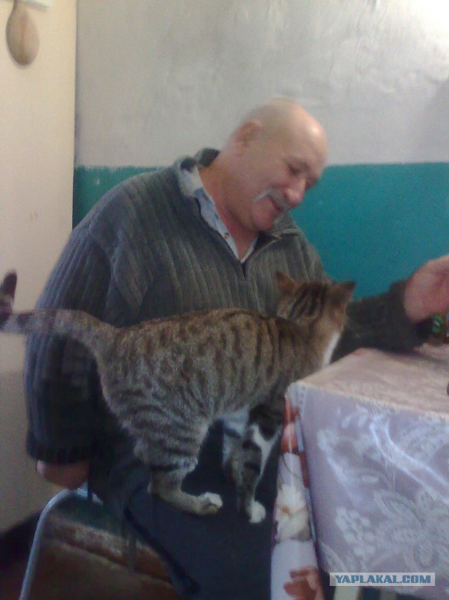 Котовторник 15.11.2016