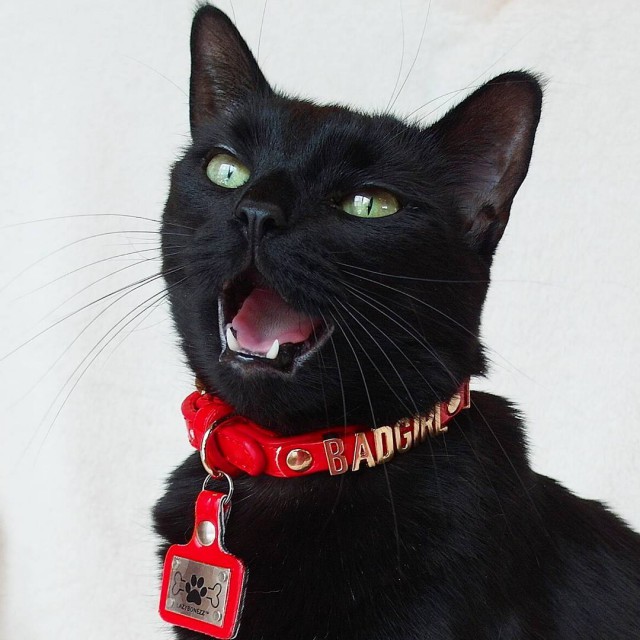 Коты и Кошки