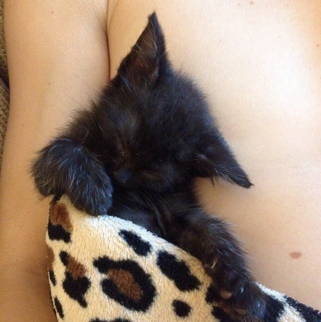 Коты и Кошки