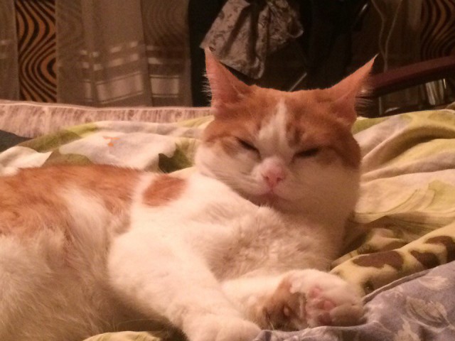 Коты и Кошки