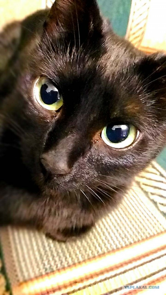 Котовторник 11.07.2017