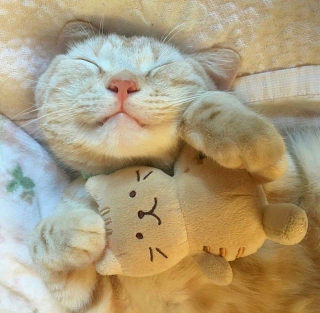Коты и Кошки