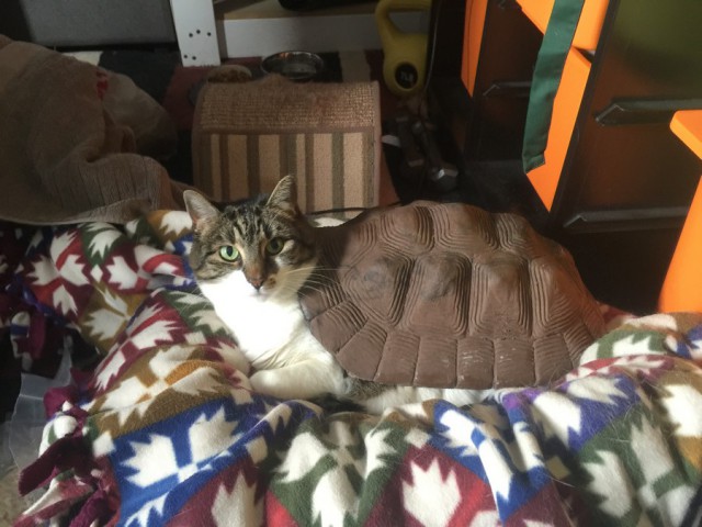 Коты и Кошки