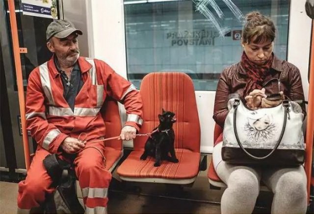 Коты и Кошки