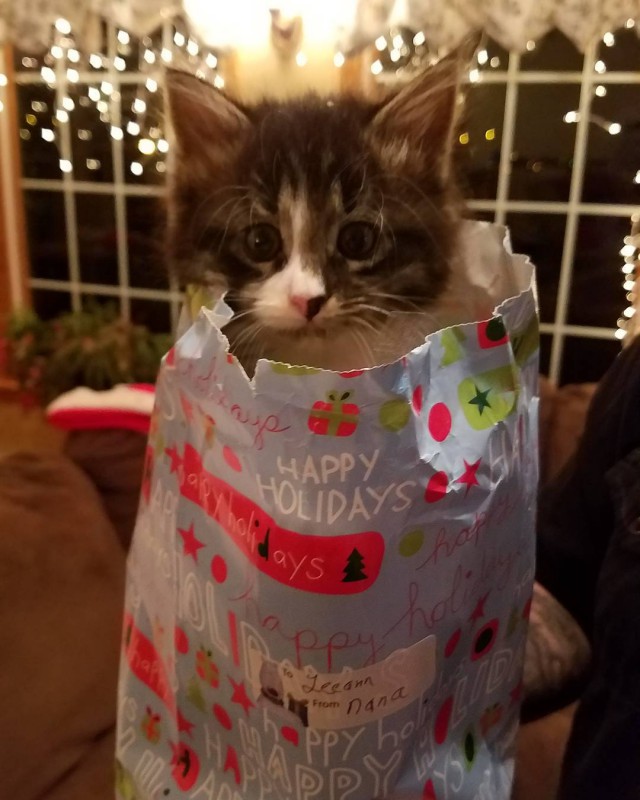 Котовторник!