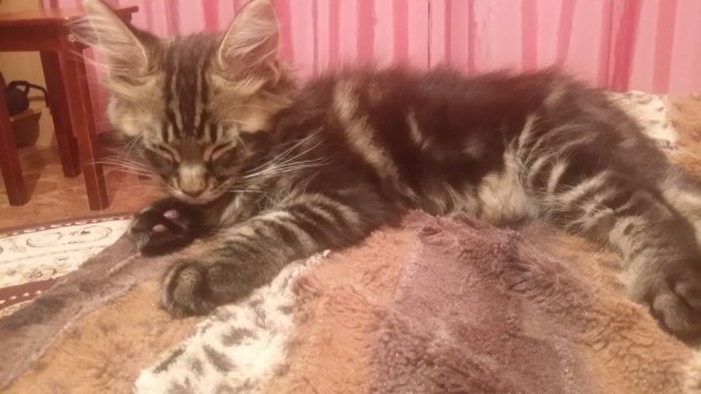 Котовторник  23.01.2018