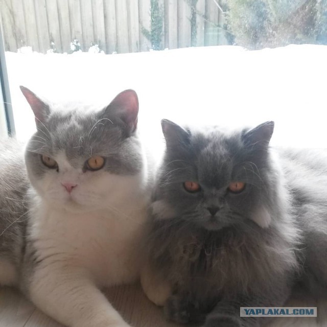 Котовторник  06.03.2018