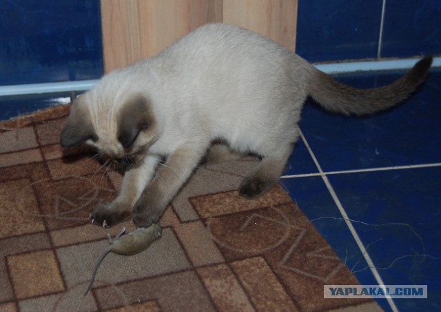 Котовторник 22.05.2018