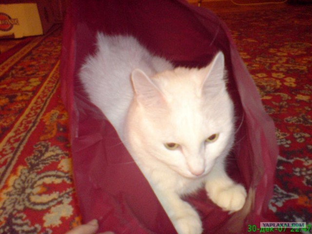 Котовторник на ЯПлакалъ (27.05.08), прикольные коты, добавляем свои!