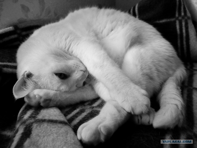 Котовторнику Да (09.12.08)