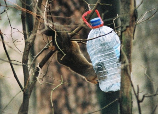 Фотоохота на белок