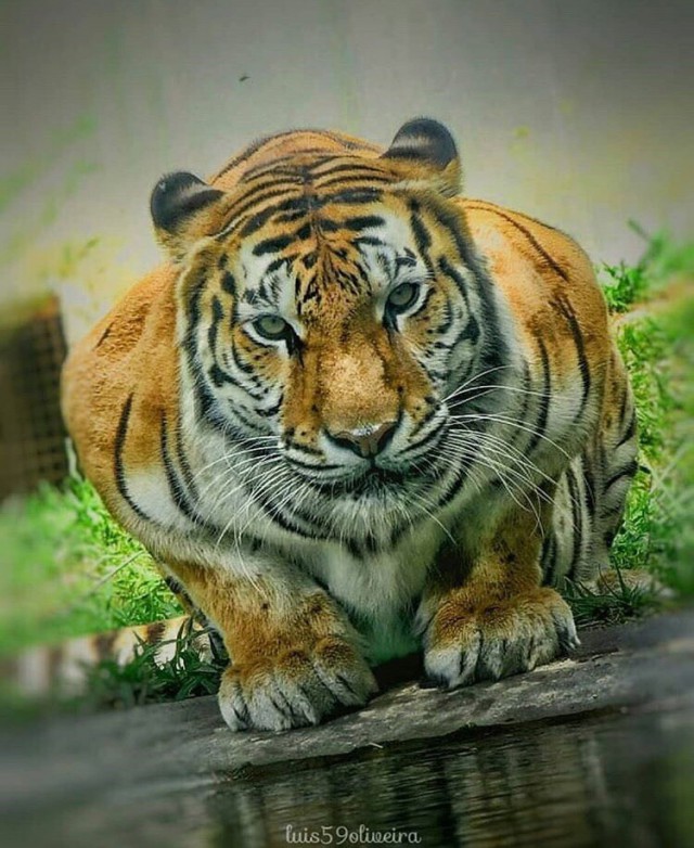 Милые животные. Мимиметр сломался