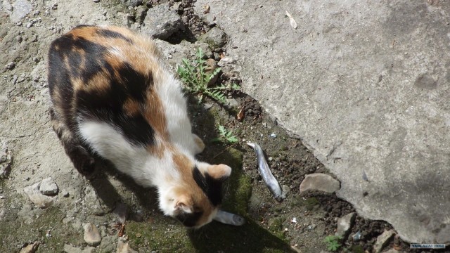 Начинаем котовторник!