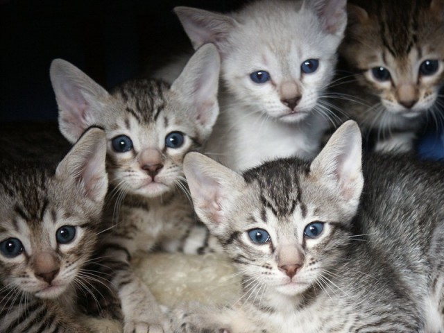 Котовторник объявляется открытым!