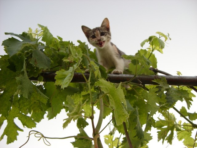 Десантный котовторник