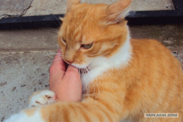 Котовторник! 11.10.11