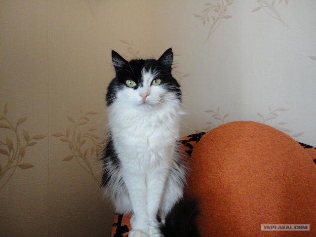 Котовторник 17.04.2012