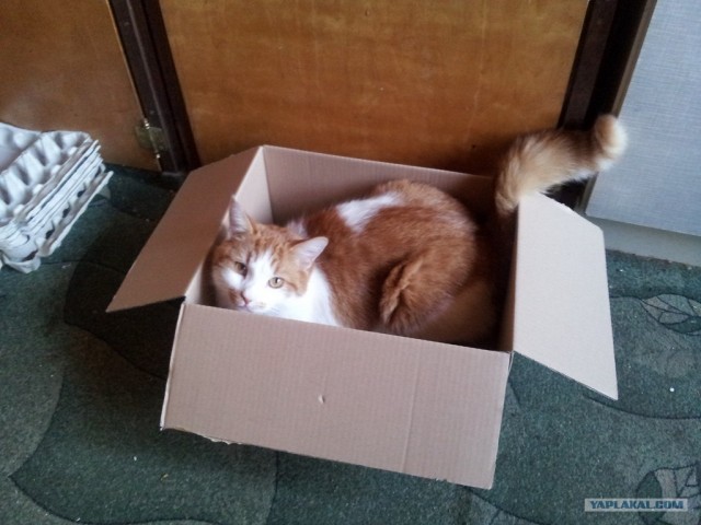 Котовторник  28.08.12