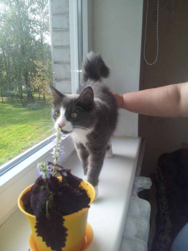 Котовторник 30.10.2012