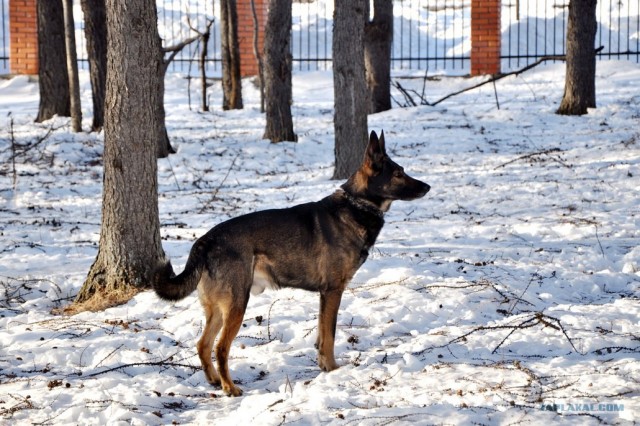 Собакочетверг