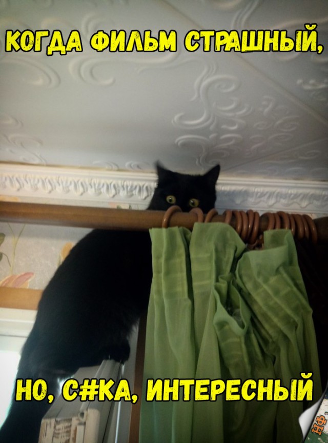 Забавные фото котеек