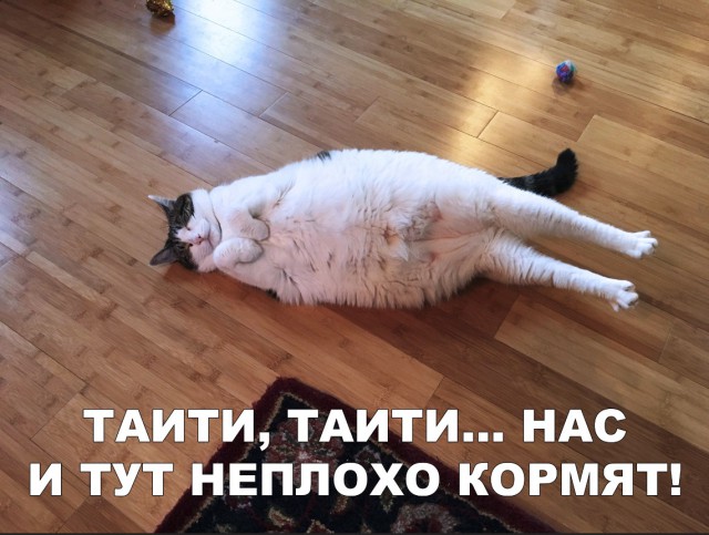Забавные фото котеек