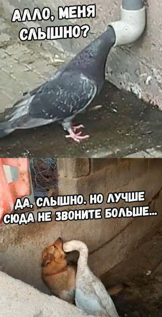 Как соблазнить девушку покачивая перьями на шляпах или рак мозгом заболееет
