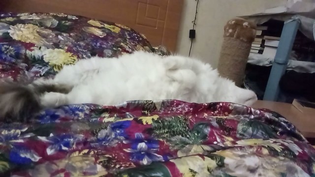 Забавные фото котеек