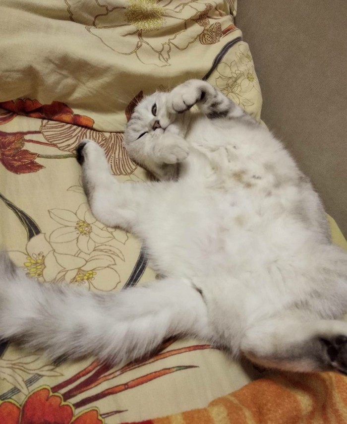 Что значит поза, в которой спит твоя кошка