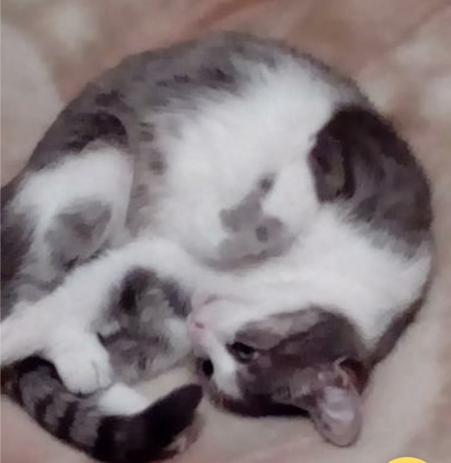 Коты, которые нас порадовали!