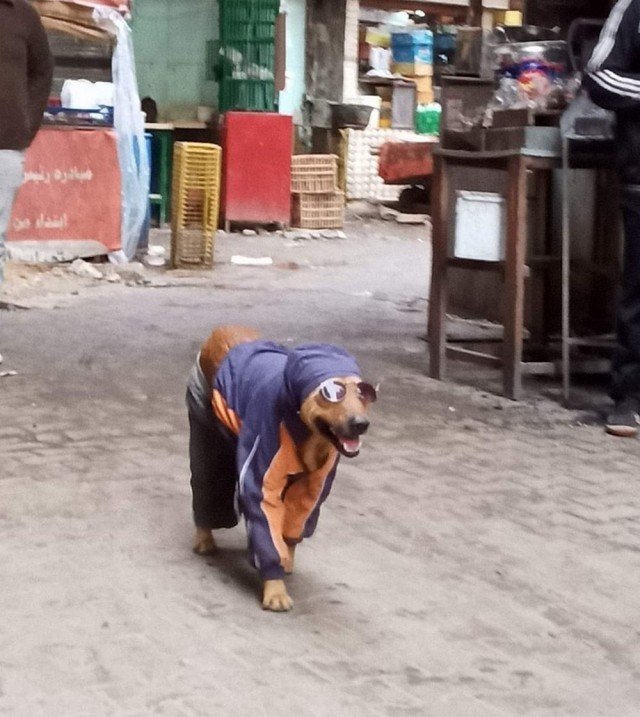 Зверушки