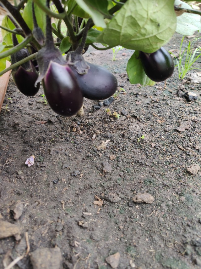 Дачное утро.