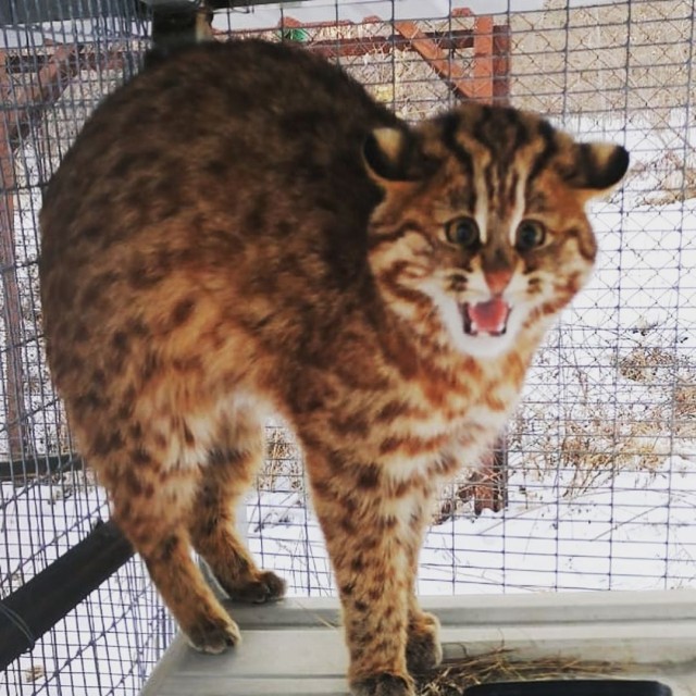 Дальневосточного лесного кота нашли возле центра спасения диких животных в Приморье