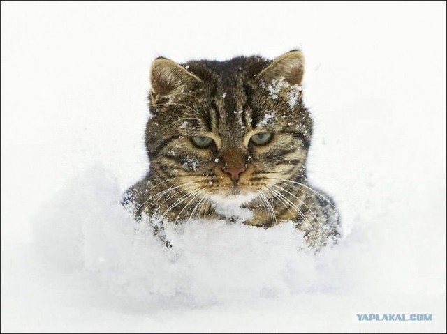 Товарищ Котофеев